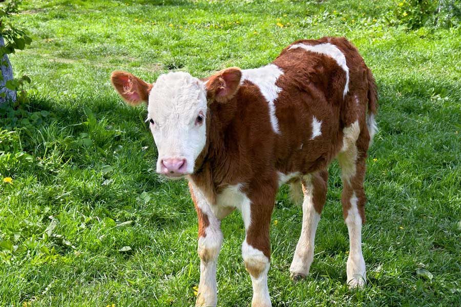 bio-milchkalb.jpg